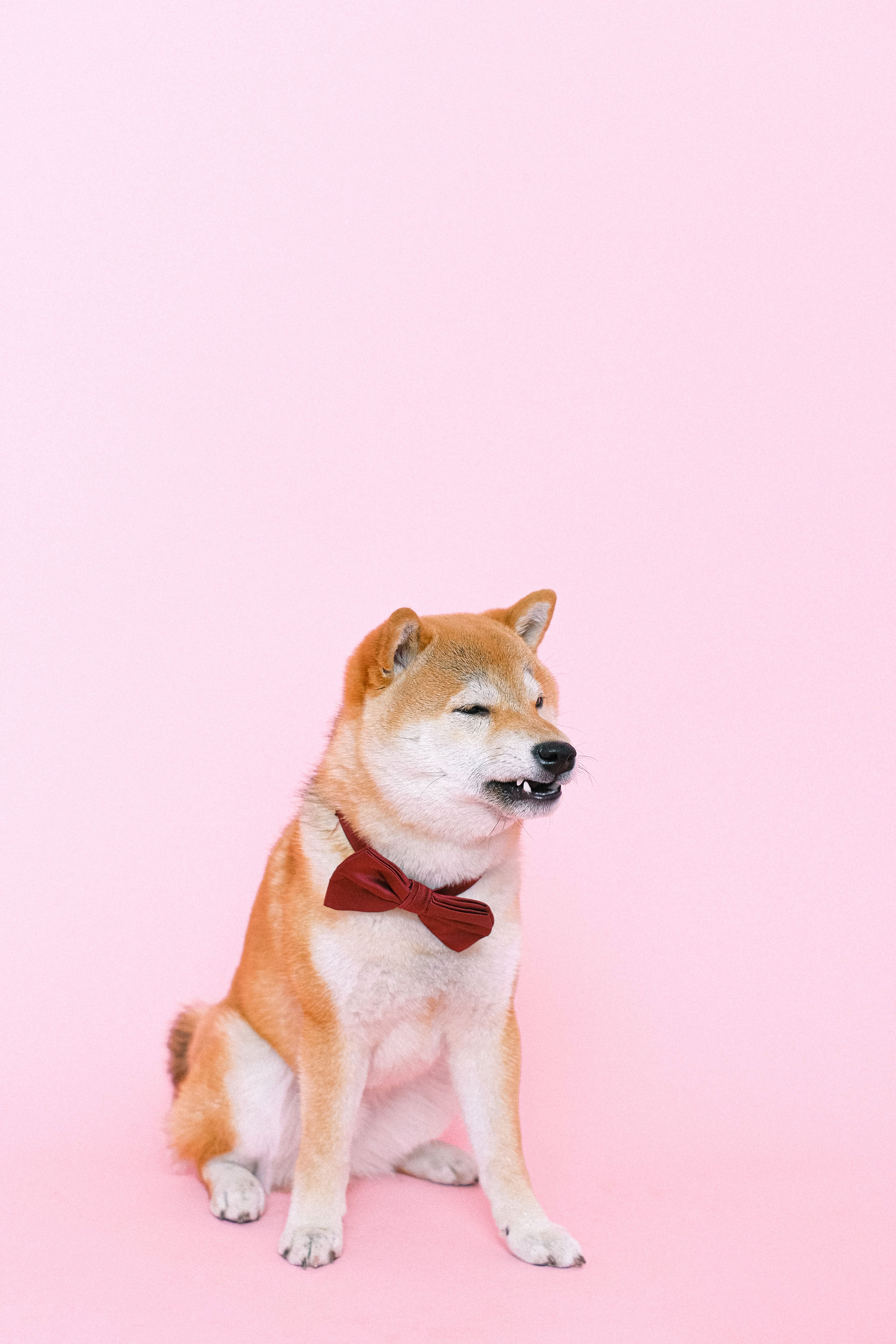 Pet Supplies